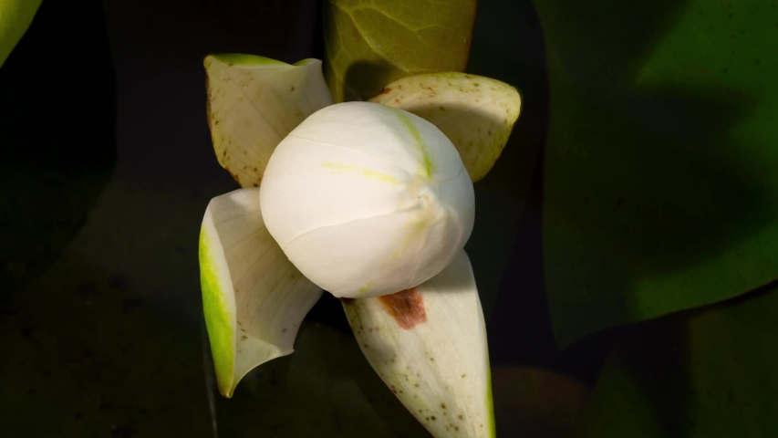 White lotus opens in the morning. Time lapse footage of white water lotus flower. Lotus blooming in the pond is surrounded by leaves  Royalty-Free Stock Footage #1058130361