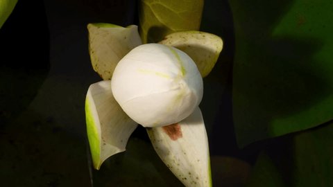 White lotus opens in the morning. Time lapse footage of white water lotus flower. Lotus blooming in the pond is surrounded by leaves 