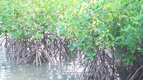 Trees Roots of tropical mangrove forest in coast sea when sea water down. Mangrove is shrub small tree grows coastal saline or brackish water, salt-tolerant, adapted to saline conditions, help survive