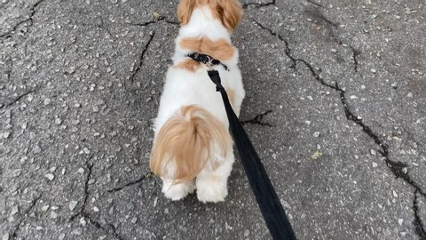 
Small dog walking on a leash. Urban scene of a dog.