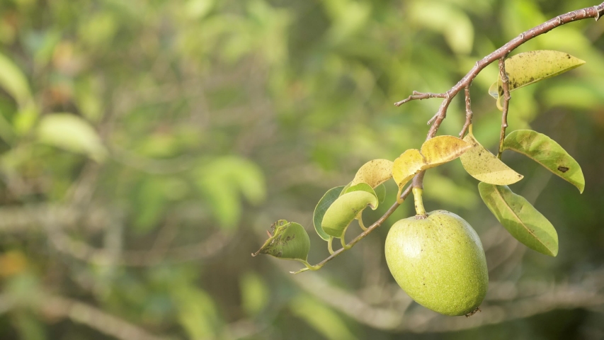 Pond Apple Tree Close up Stock Footage Video (100% Royalty-free ...