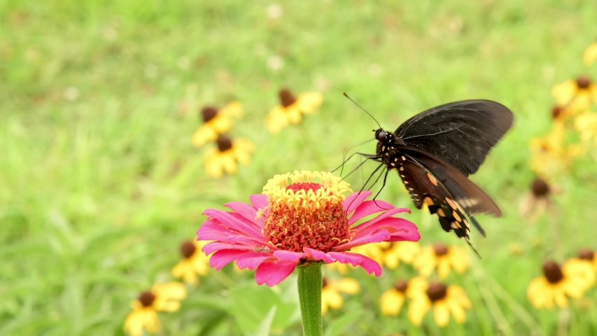 Battus philenor, Pipevine Swallowtail butterfly, feeding on nectar on a bright pink Zinnia flower