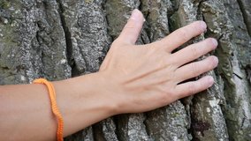 Woman's hand slides along the bark of a tree. Real time 4K