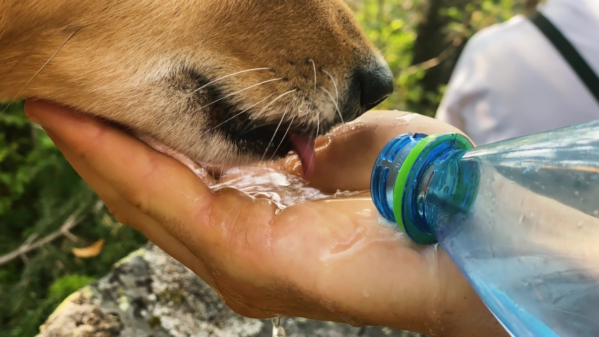 careful owner waters cute red haired karelian laika dog from palm and plastic bottle in green sunny park on summer day close view