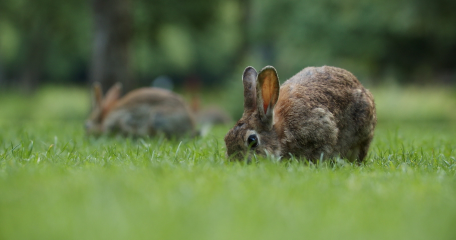 Wild Rabbits Eating Grass And Hopping In The Park Of Amsterdam, Netherlands. - selective focus Royalty-Free Stock Footage #1058148331