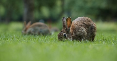Wild Rabbits Eating Grass And Hopping In The Park Of Amsterdam, Netherlands. - selective focus