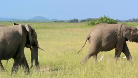 Elephants in Amboseli national park.