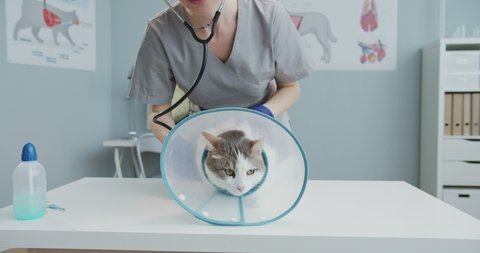 Close up of female veterinarian checking cat with stethoscope. Vet doctor examines the animal with Vet Elizabethan collar. Concept of pets care, veterinary, healthy animals.