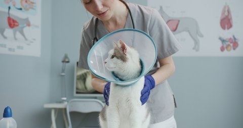 Close up of cat with Vet Elizabethan collar sitting on veterinary examination table. Woman in medical uniform with blue gloves examines cat, looking on pet. Concept of pets care, veterinary.