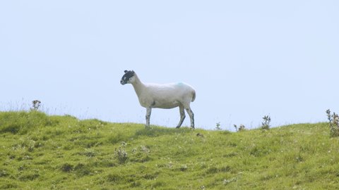 Single white sheep standing on grassy hilltop Yorkshire Dales, England