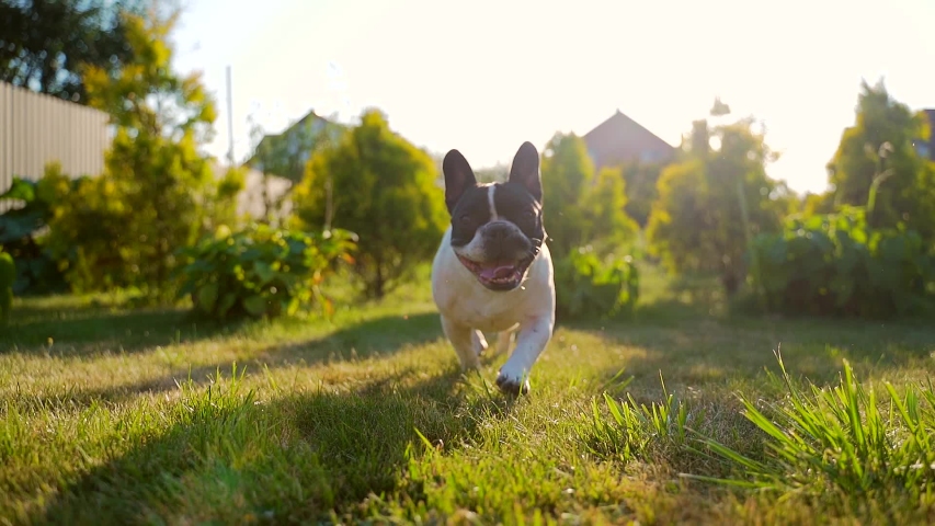 portrait of a funny french bulldog dog running on the lawn. Slow motion. pet walks or walks on the grass in the park or in the yard. Back yard. Home security. sunset, sunbeam. Royalty-Free Stock Footage #1058152627