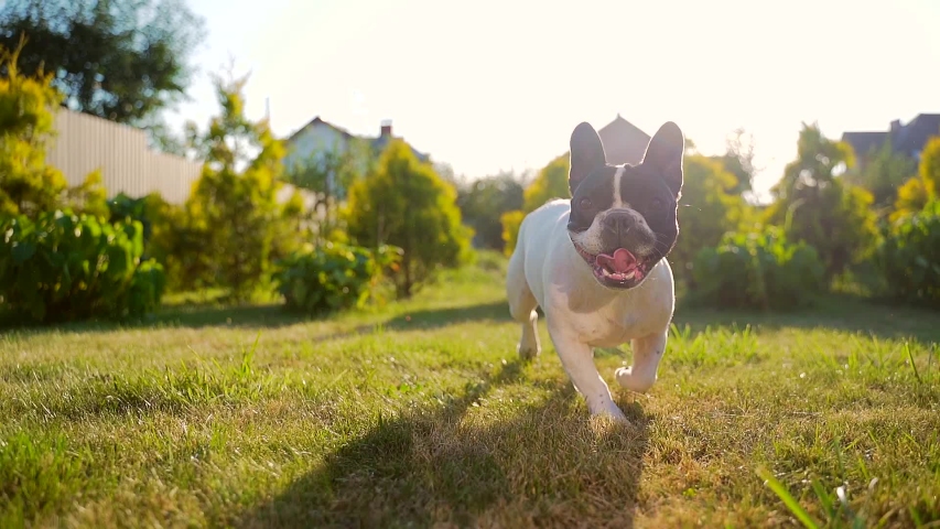 Portrait of a funny french bulldog dog running on the lawn. Slow motion. pet walks or walks on the grass in the park or in the yard. Back yard. Home security. sunset, sunbeam. | Shutterstock HD Video #1058152627