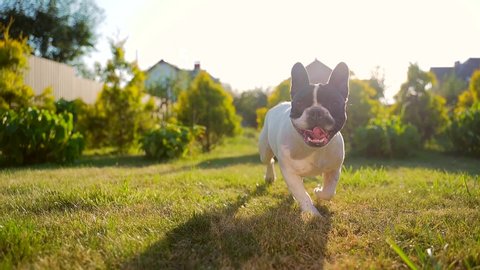portrait of a funny french bulldog dog running on the lawn. Slow motion. pet walks or walks on the grass in the park or in the yard. Back yard. Home security. sunset, sunbeam.
