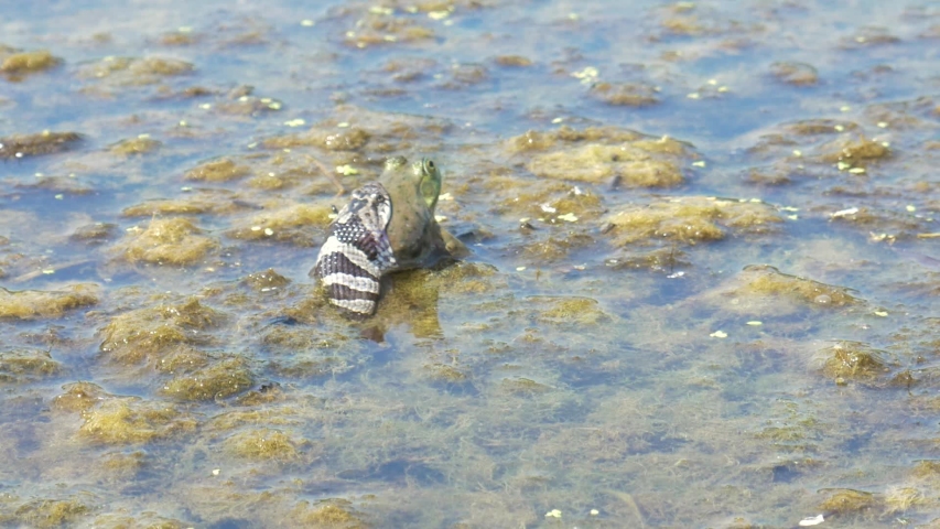 Snake Eating Frog Footage Videos And Clips In Hd And 4k