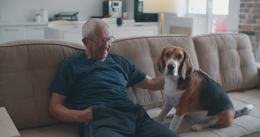 An elderly man with glasses is sitting on a sofa with his beagle dog. Communication of an elderly owner with a dog. The owner petting the dog and praising him for his good behavior. Close-up portrait. | Shutterstock HD Video #1058157847