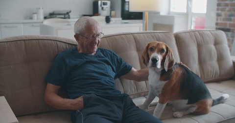 An elderly man with glasses is sitting on a sofa with his beagle dog. Communication of an elderly owner with a dog. The owner petting the dog and praising him for his good behavior. Close-up portrait.