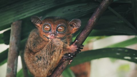 Philippine Tarsier, from Island of Bohol, Southeast Asia, Sitting and Holding Little Pawson Bamboo Branch. Little Monkey with Big Open Eyes, Close Up, Slow Motion, Footage Shot in 4K (UHD)