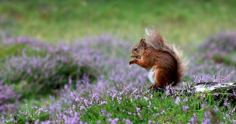 Red squirrel, Sciurus vulgaris, eating amongst the purple/violet colour of blooming heather within the cairngorms national park, Scotland, during summer.
