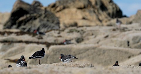 Oystercatchers, Haematopus, in a group on rocks along the coast during summer in scotland.