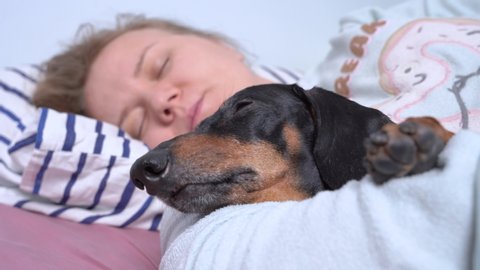 Blonde girl sleeps with cute dachshund in her arms, close up. Owner spends lazy weekend with beloved dog. Permissiveness and poor upbringing of pets at home