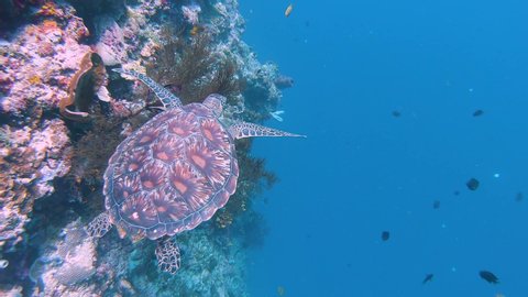 Green turtle chelonia mydas swimming in a wall of coral to rest over a branch of black coral. 