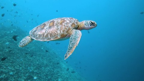 Green turtle Chelonia mydas, swimming in the blue towards the surface to breath. In the background appears the silhouette of two small boats. 