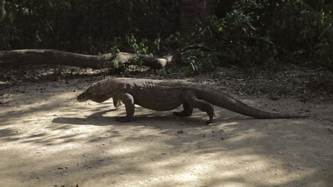 Komodo dragon. national park indonesia. flores. labuan bajo. huge lizard walks through the jungle. lost world of dinosaur. jurassic park. High quality FullHD footage