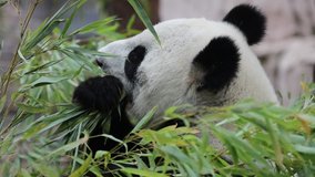 Giant Panda eats the green shoots of bamboo. Close-up shot.