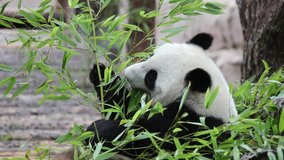 Cute Panda eating bamboo stems at zoo. Giant Panda eats the green shoots of bamboo. Close-up shot.