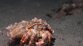 Small Hermit Crab is crawling at night time on a deep sand and was shot by professional underwater video camera with the macro close up view