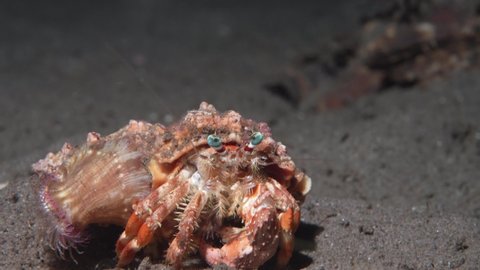 Small Hermit Crab is crawling at night time on a deep sand and was shot by professional underwater video camera with the macro close up view