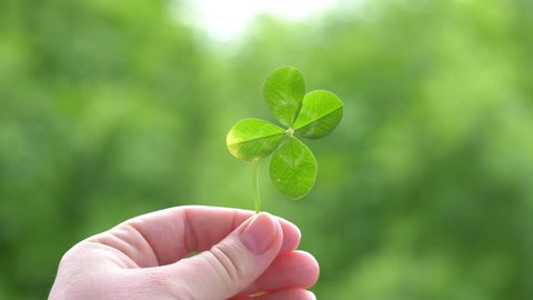 Hand Holding Beautiful Four Leaf Clover in 4K slow motion