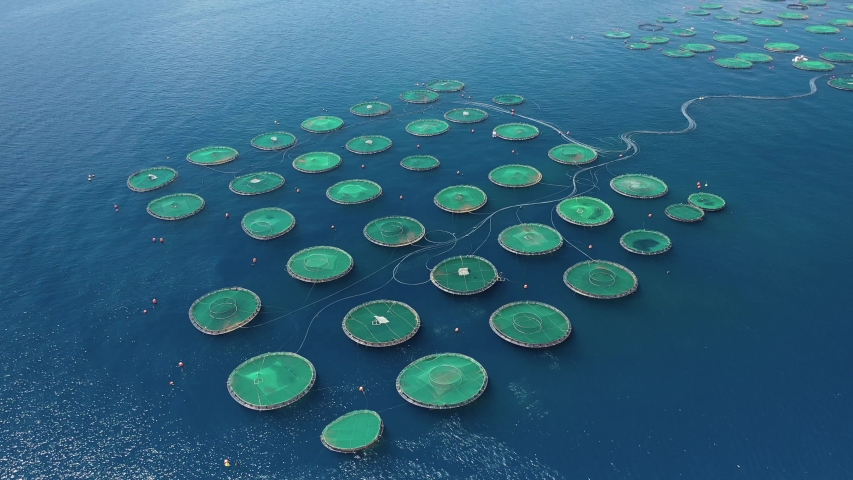 Aerial drone video of large fish farming unit of sea bass and sea bream in growing cages in calm deep waters Royalty-Free Stock Footage #1058173429