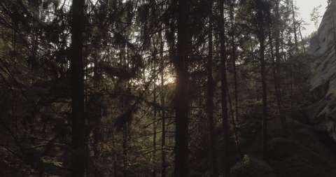 Shooting a sun set between trees 