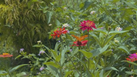 Epic slowmotion view of a butterfly flying in a flower garden