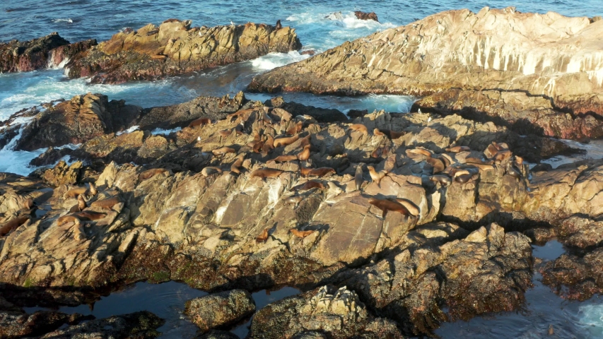 Aerial View of Seals at Point Lobos, Central California Beach Coast