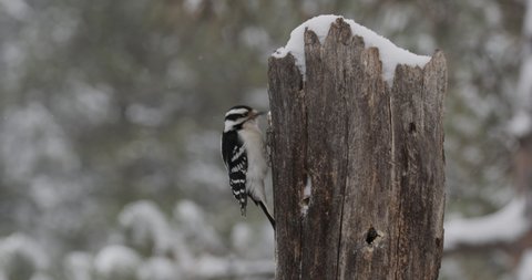 Downy Woodpecker Bird Foraging Looking For Food Pecking in Winter on Snag Stump