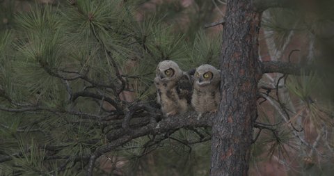 Great Horned Owl Young Chicks Babies Owls Perched in Summer Cute Funny Bobbing Head at Dawn