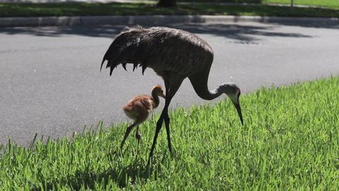 Young baby sandhill crane with mother looking for food. Mother and baby sandhill crane digging for food. Young juvenile sandhill crane waiting for mother to find food. Two sandhill cranes together.