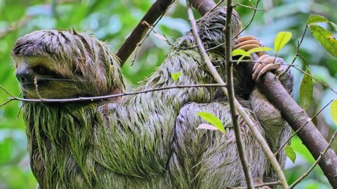 Two fingered sloth looks for a mate in a eucalyptus tree in Parque Nacional Manuel Antonio in western Costa Rica.