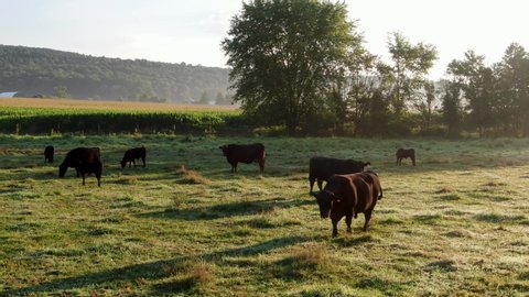 Family, herd of black Angus cattle, cows, bulls calves graze in green meadow pasture field, dew on grass, under dramatic morning sunlight fog, mist