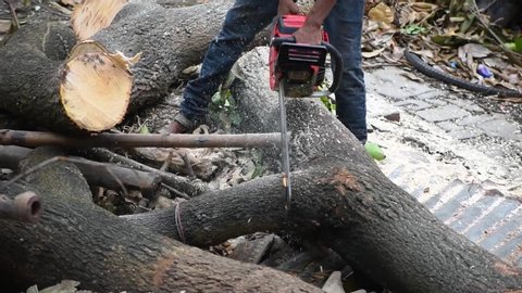 Lumberjack saws a felled tree trunk with a chainsaw in India, deforestation concept