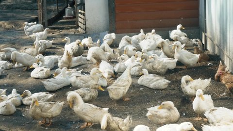 A lot of white geese walking in farm yard in Countryside. The farming of ducks for meat. Business farming concept. High quality 4k footage
