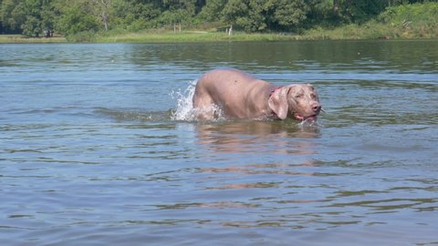 Swimming dog searches for a retrieval toy in the lake before spotting it and chasing to shore.  Weimaraner paddling in large lake during a summer day.