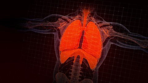 Human anatomy. X-ray scanning of the respiratory system of the male body. 3D animation of the lungs,
diaphragm and wireframe skeleton on a dark background with grid. Futuristic medical concept.