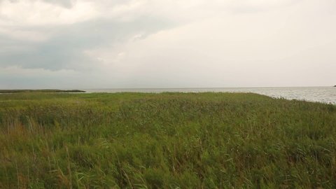 Real time footage of a windy and cloudy day on a coastal wildlife refuge in Eastern Neck  Island, MD. Footage features reeds and wild vegetation moving in the wind and waves in the sea