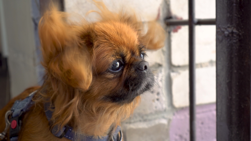 The red-haired Pekingese dog looks in attentively looks to the side. The wind flutters the dog