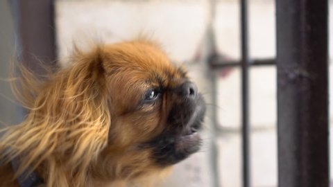 A red-haired Pekingese dog looks to the side and barks. The wind ripples the dog's fur. Slow motion