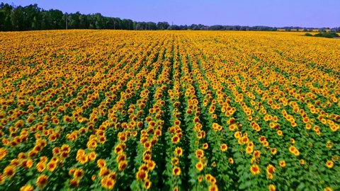 Beautiful aerial view above to the sunflowers field. Top view onto agriculture  field with blooming sunflowers.   Summer landscape with big yellow farm field with sunflowers. CINEMATIC SHOOTING.