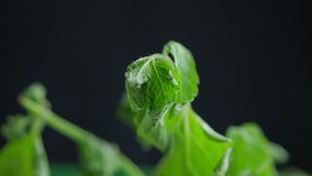 Mint plant leaves unfloding timelapse, the video does flicker a bit...